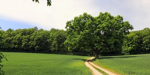 Weg von der Karlsburg zum Naturschutzgebiet Rammersberg, Foto: Uwe Miethe, Lizenz: DB